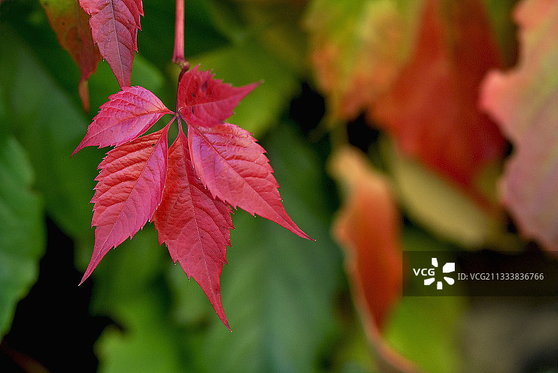 法国秋季五叶地锦叶图片素材