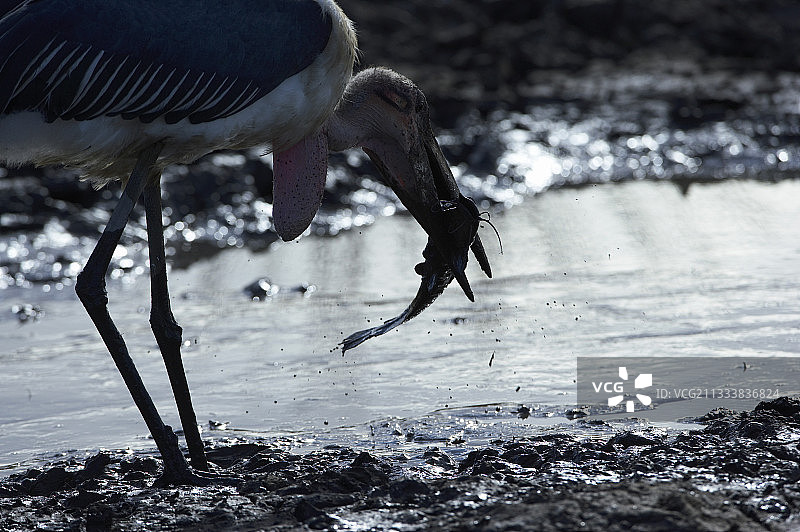 在肯尼亚马赛马拉吃鲶鱼的秃鹳图片素材