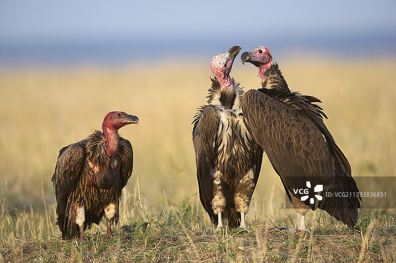 肯尼亚马赛马拉保护区地面的秃鹫图片素材