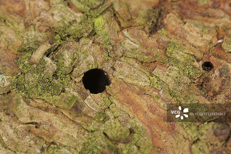 法国云杉树干上的树皮甲虫出口孔图片素材