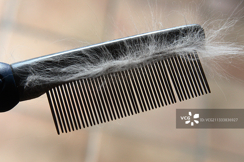 带毛发的猫刷 法国图片素材