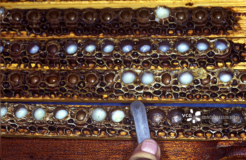 法国蜂王浆育种杯的愿景图片素材