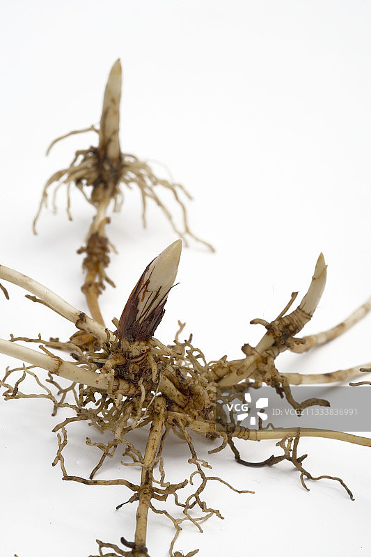 工作室里的铃兰根茎图片素材