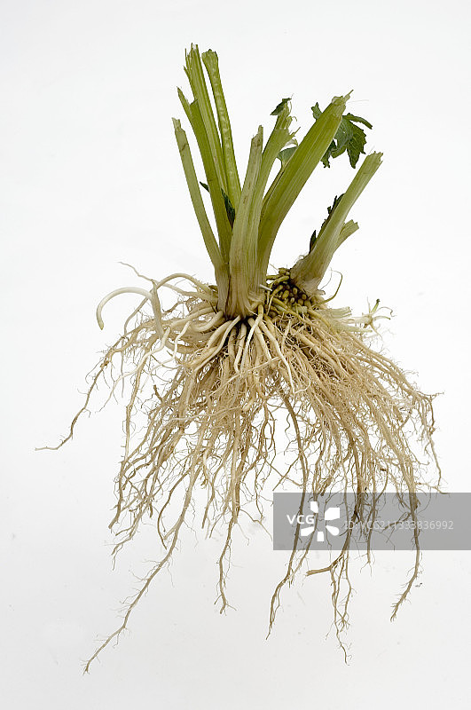 影棚里的带根欧洲防风草图片素材