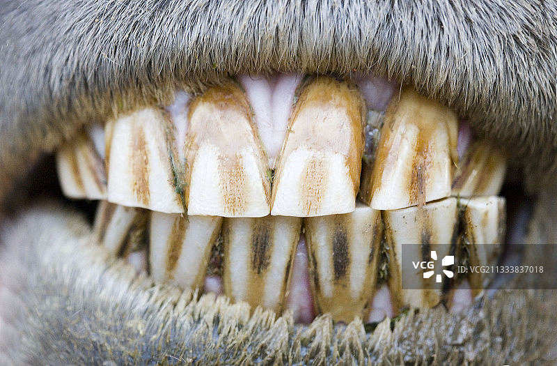 法国马的牙齿图片素材