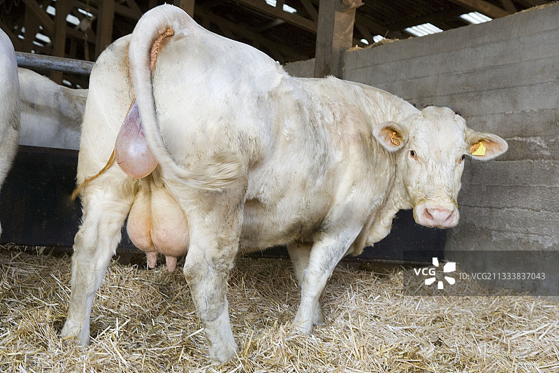 在法国畜栏中产犊的夏洛莱母牛图片素材
