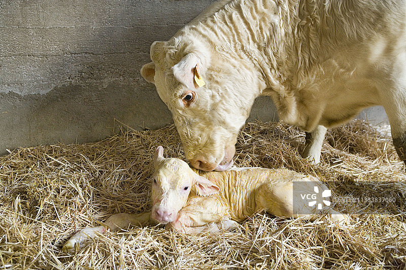 法国夏洛莱母牛舔舐小牛图片素材