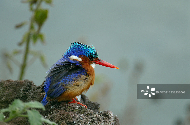 栖息在埃塞俄比亚岩石上的翠鸟图片素材