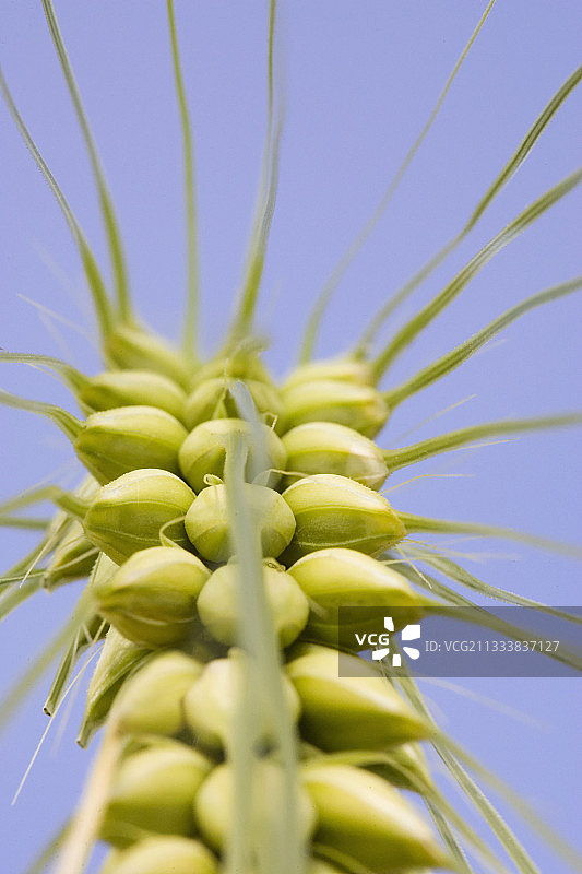 法国灌浆期六行大麦穗图片素材