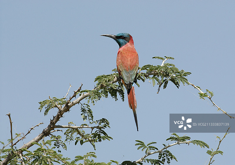 埃塞俄比亚栖息在树枝上的红喉蜂虎图片素材