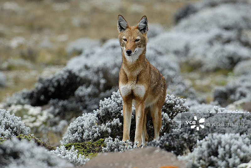 埃塞俄比亚狼观察图片素材