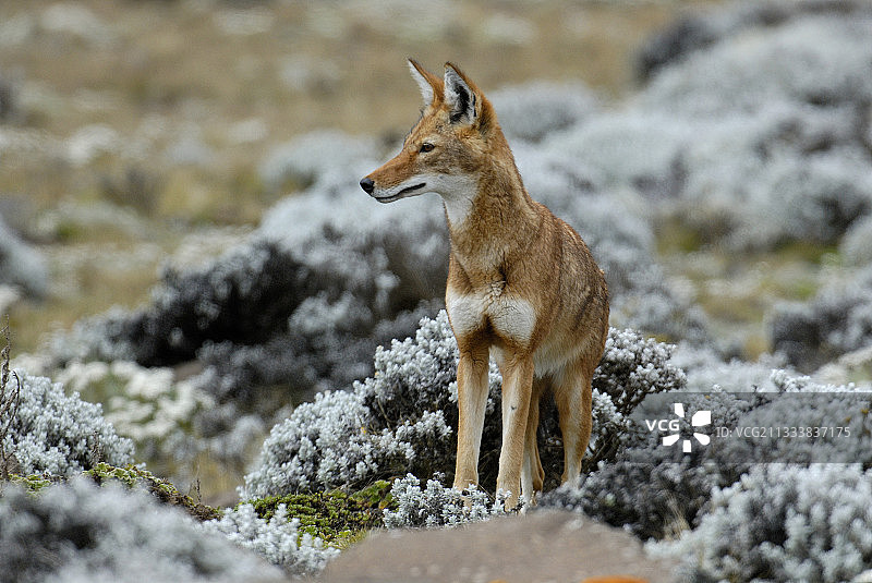 埃塞俄比亚狼观察图片素材