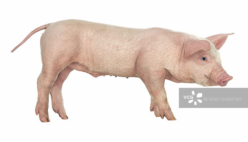 摄影棚内的大型白色小猪图片素材