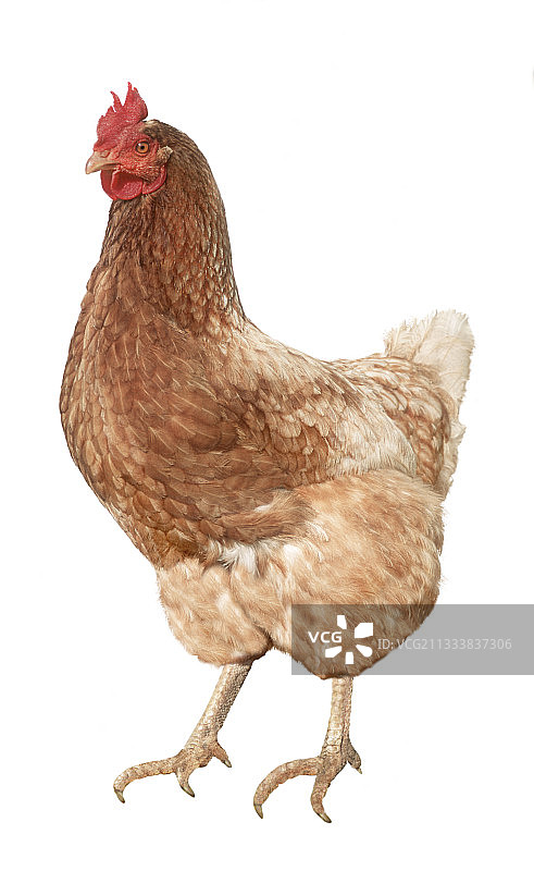 棕色伊莎鸡影棚照图片素材