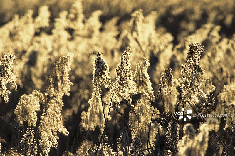 法国芦苇圆锥花序图片素材