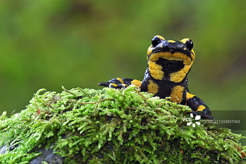 泡沫上的斑点蝾螈，法国图片素材