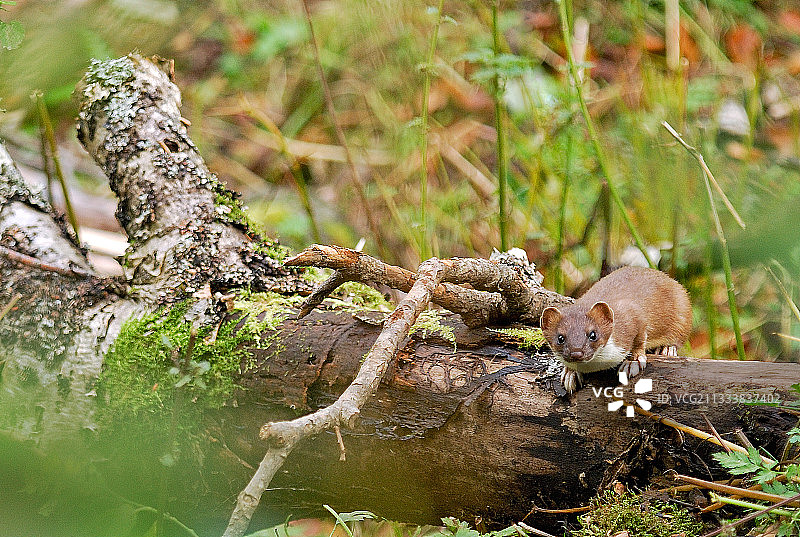 栖息在法国枯树干上的白鼬图片素材