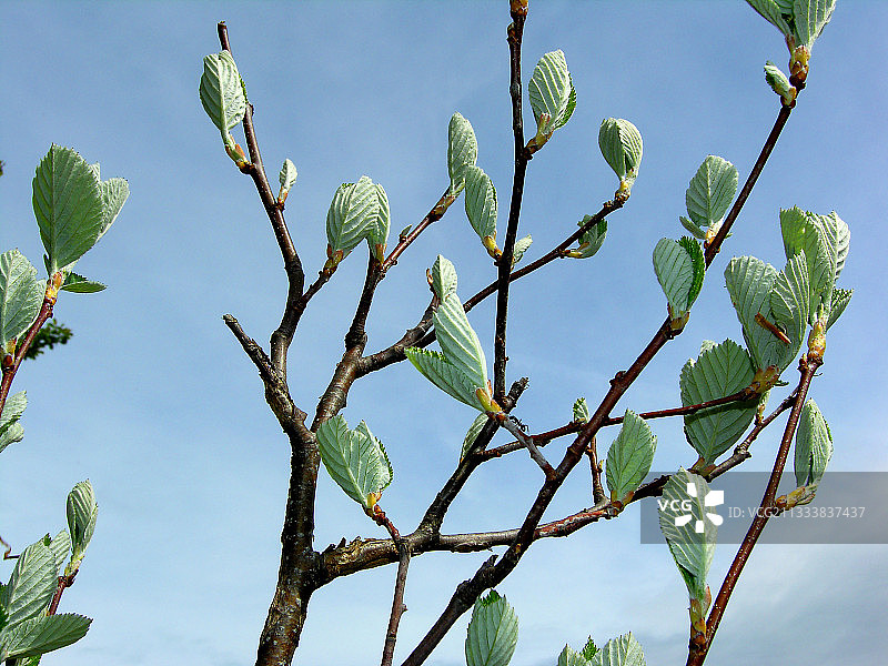 法国欧布拉克白梁的嫩叶图片素材