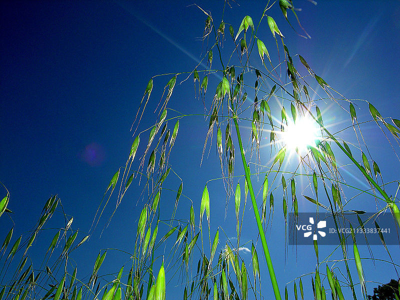法国背光燕麦图片素材