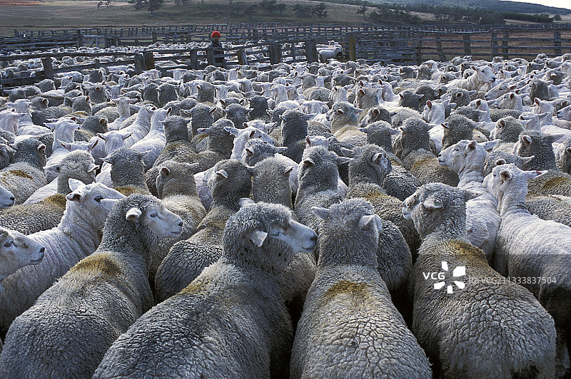 巴塔哥尼亚围栏里的羊群图片素材