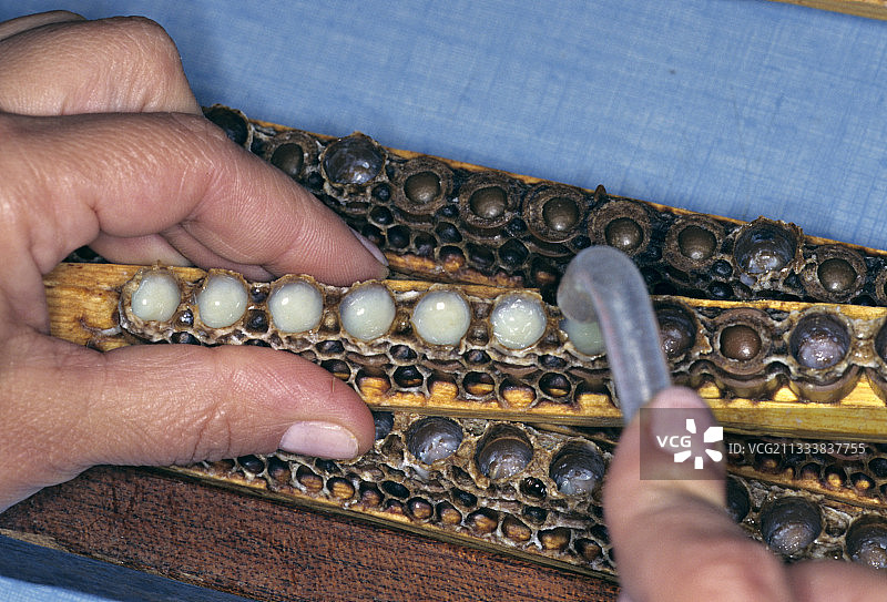 蜂王浆采集图片素材