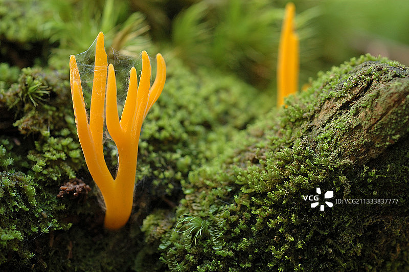 法国球木林中的珊瑚菌图片素材