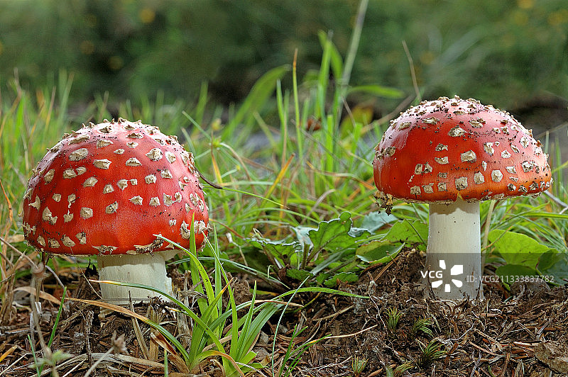 法国巴特森林中的毒蝇伞图片素材