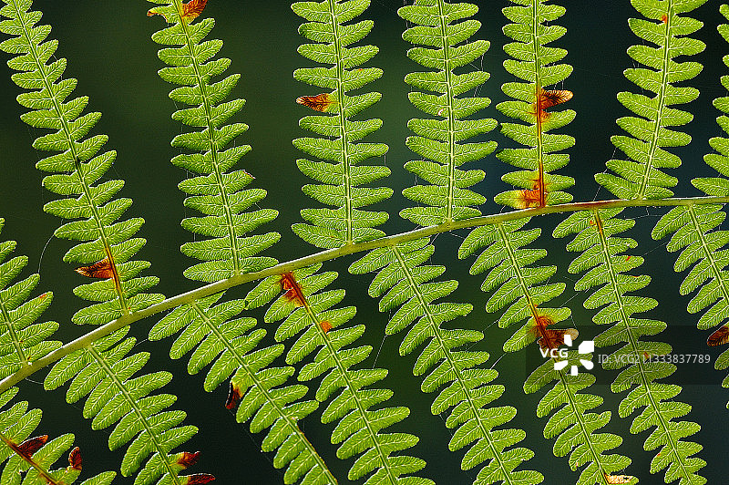 法国沃库森林中的欧洲蕨叶脉图片素材