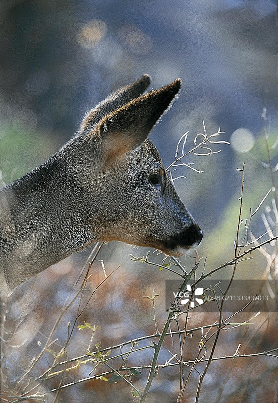 清晨，雌性狍子在野玫瑰丛中吃草图片素材