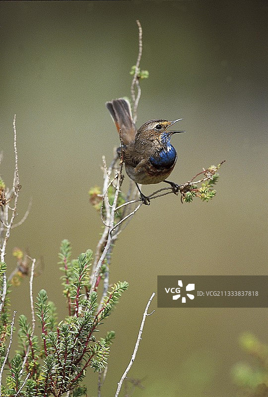 这种鸟是盐水沼泽的象征图片素材