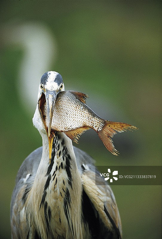 苍鹭试图吞下鱼图片素材