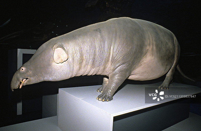 伦敦自然历史博物馆图片素材