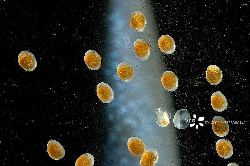 背景中的成年人图片素材