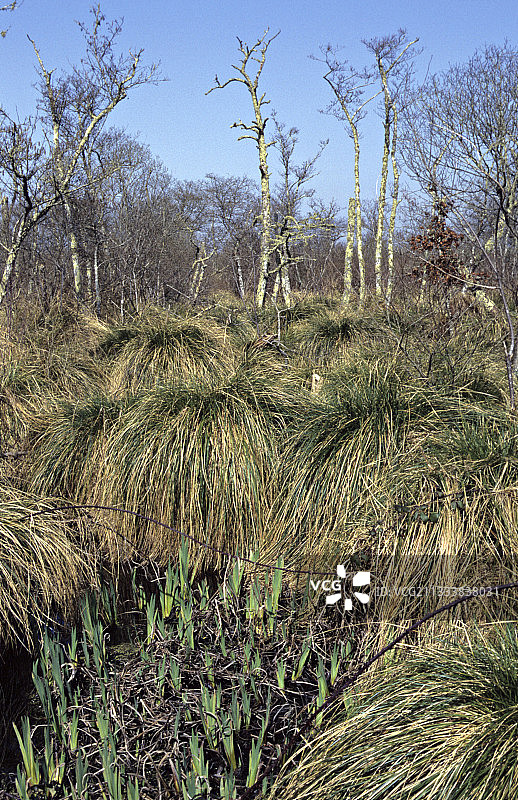 法国和欧洲最濒危的物种之一，某些种群一直存在于法国西南部图片素材