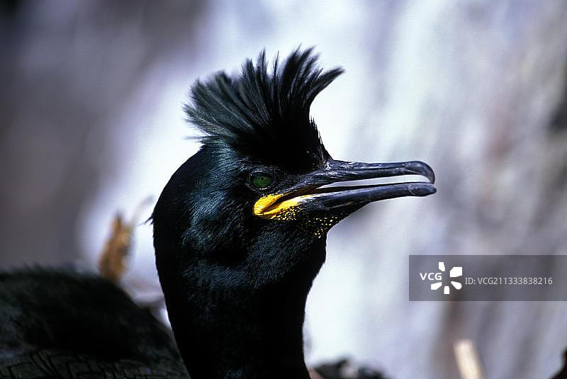 冠鸬鹚图片素材