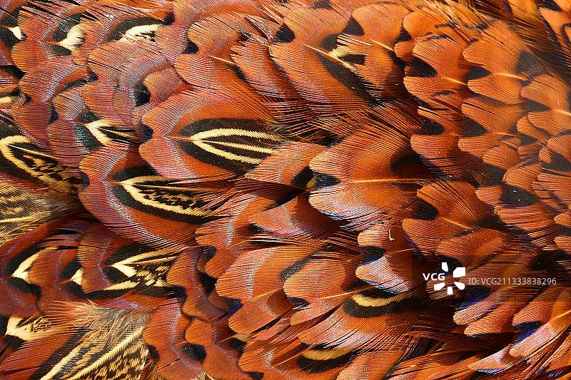 雄性环颈雉的羽毛特写图片素材