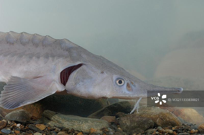 闪光鲟图片素材