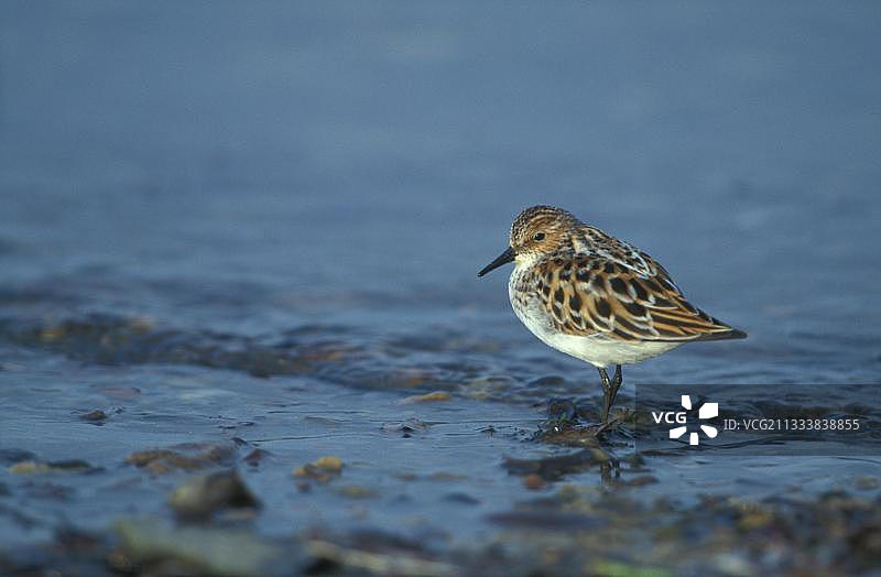 小滨鹬图片素材