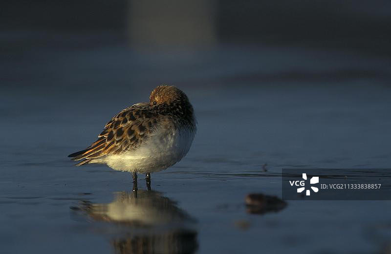 欧洲浅水中静立的小滨鹬图片素材