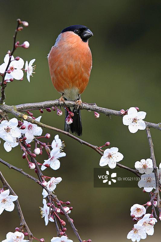 红腹灰雀图片素材