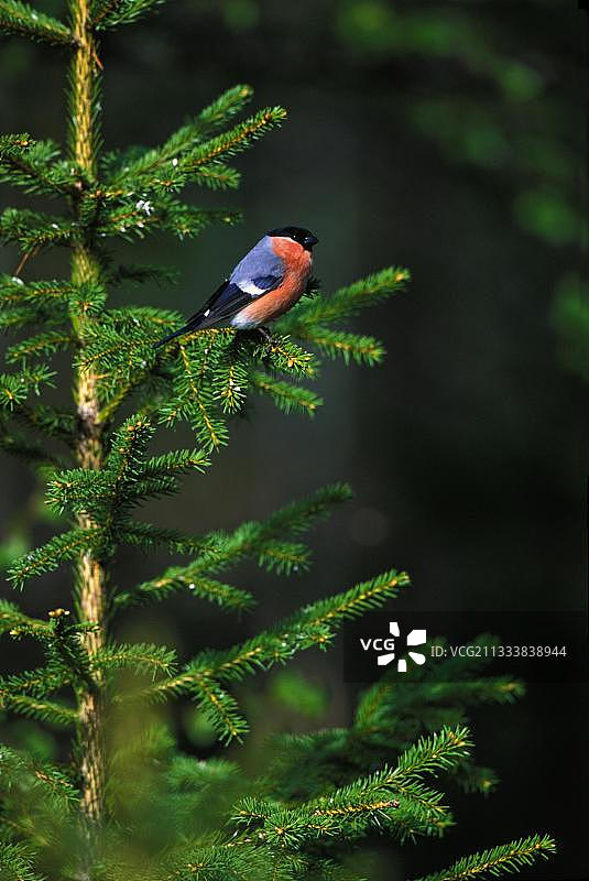 红腹灰雀图片素材