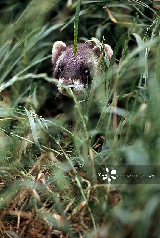 欧洲艾鼬图片素材