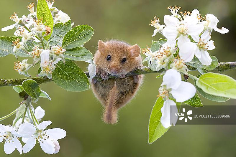 在苹果树上开花的普通睡鼠图片素材