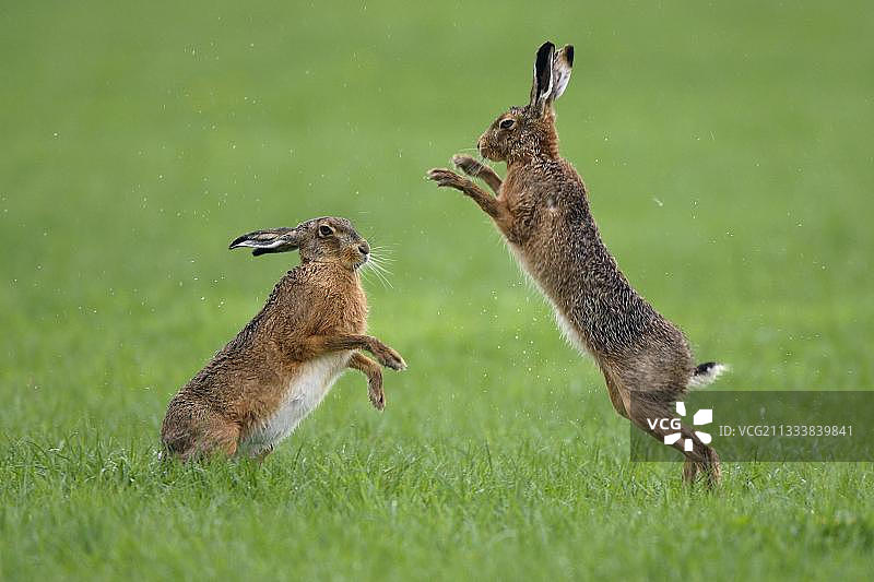 欧洲野兔图片素材