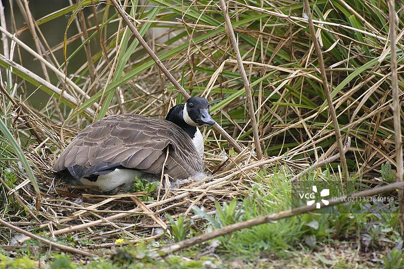 加拿大黑雁图片素材