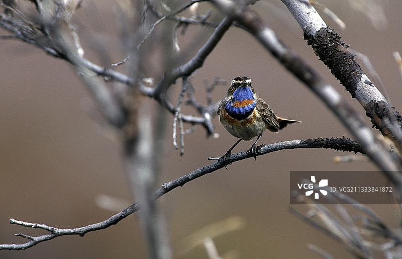 Gorgebleue a miroir roux图片素材