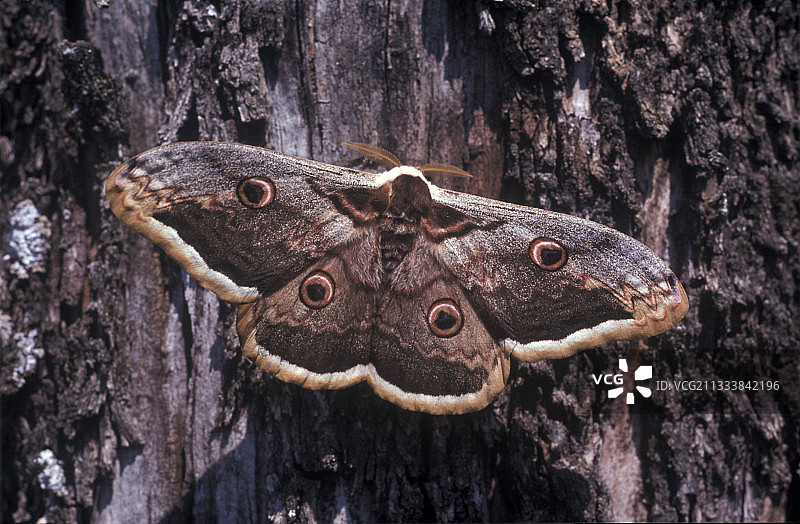 停留在树皮上的大型夜孔雀蛾，法国图片素材