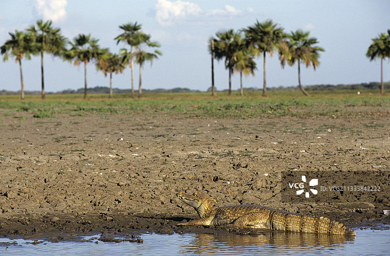离开水面的普通凯门鳄，委内瑞拉图片素材