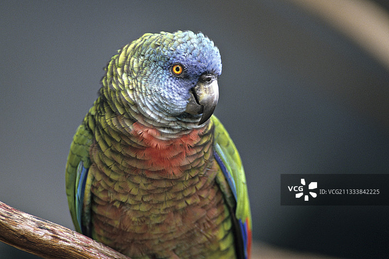 安的列斯群岛鹦鹉肖像图片素材