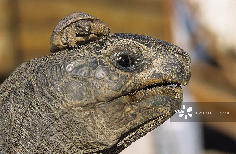 驮着另一只乌龟的巨龟肖像图片素材